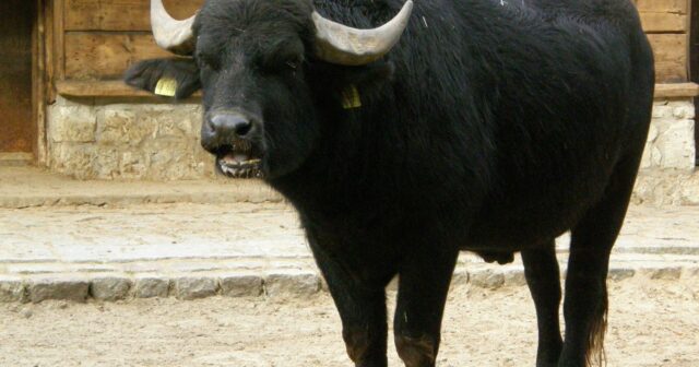 media-tmuvppvtjc1mml2kdko10ibdrw0bvhfmnkhoc4dc