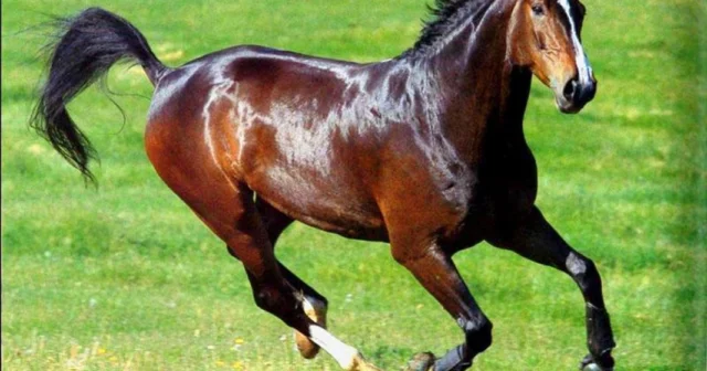 media-publika-az13963451991364577978_39_1200