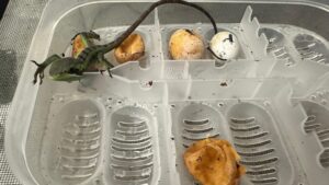 media-skynews-exotic-zoo-telford_7016132