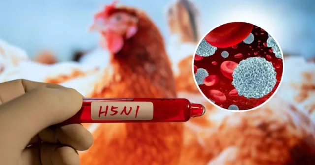 media-2551768-bird-flu-immune-system