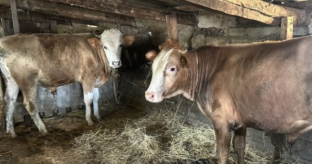 media-b8c4598692f0b86e7027297065