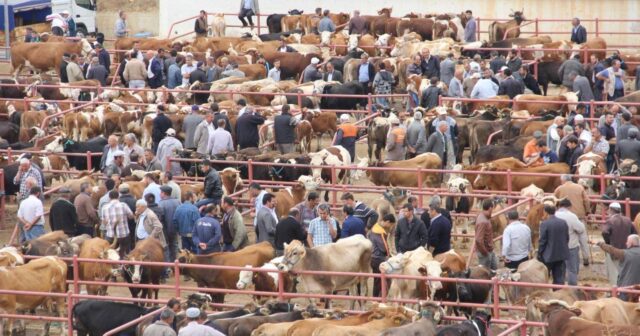 media-mal-bazari-1536x1023