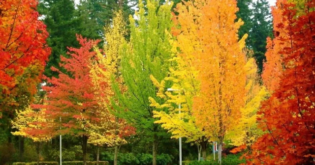 media-payiz-fesli_50qcenat-5