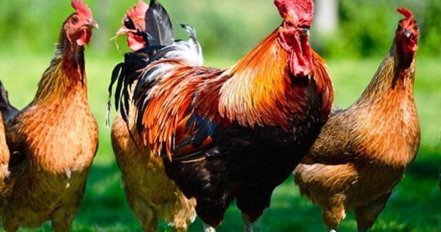 media-15488487445635717608_1200x630