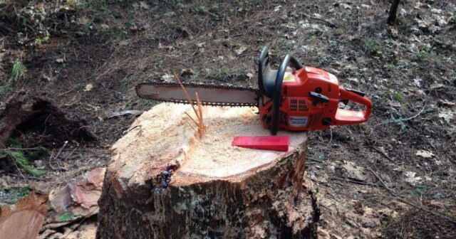 media-1743086783_08f3bd83-4e46-33de-9c49-cc6d302d1acd_850