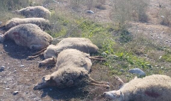 media-1762070817_dutcowxiewjhaf18mv46s0kithwngeykff8hkh0x_850