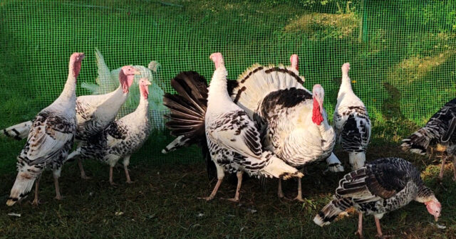 media-17638942073154424892_1200x630