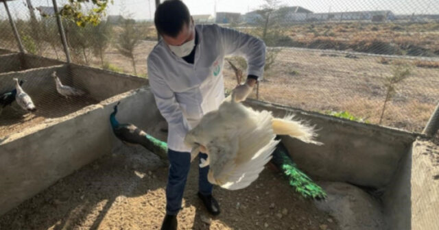 media-17642463053276443793_1200x630