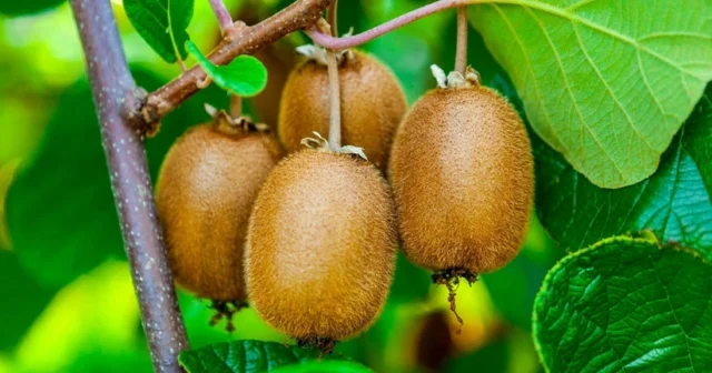 media-9de8793f-9172-3fd1-8d48-232a5e0711d5_825