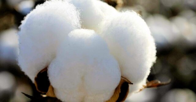 media-1541506044_pambq-1