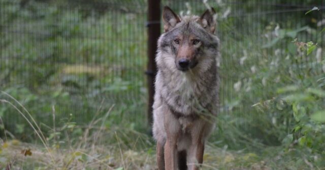 media-15682892t1h5494