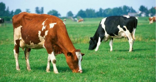 media-1753085133_375461-1