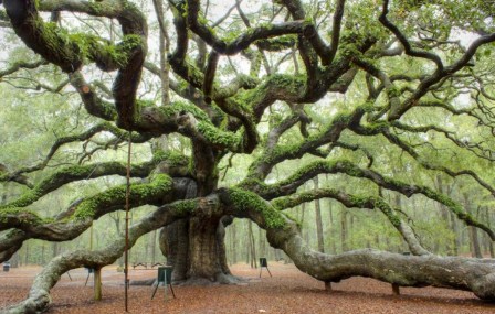 media-tree-3-990x656fg