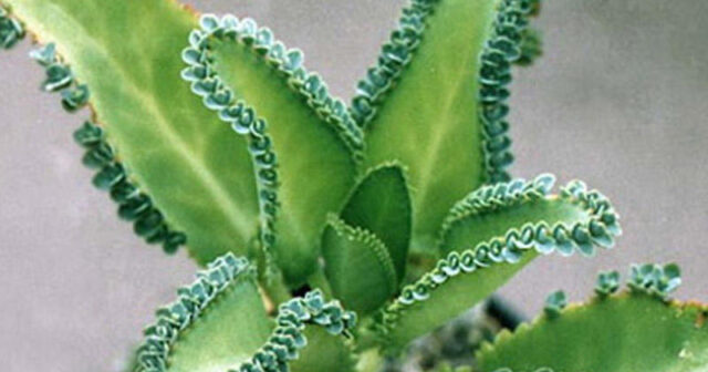 media-kalanxoe_238934858