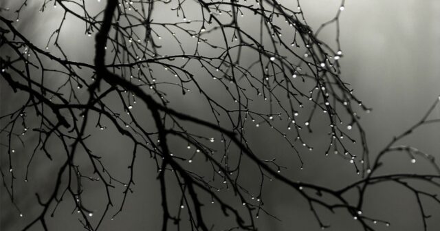 media-16739514474142254865_1200x630