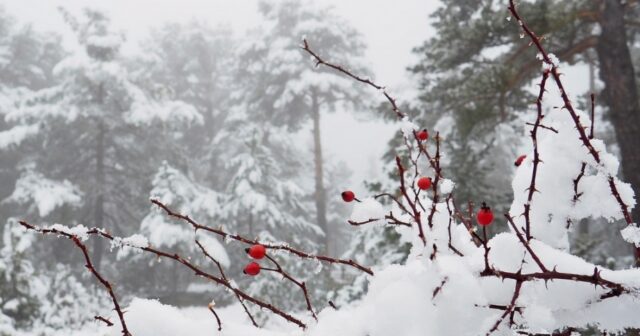 media-16764535215502159737_1200x630