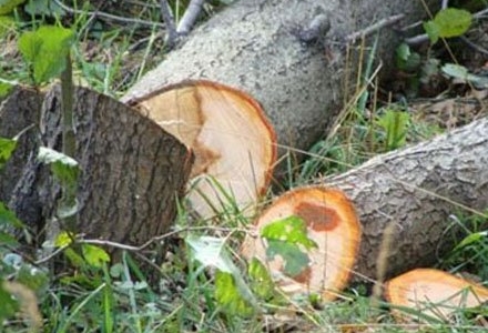 media-1681730090_275922