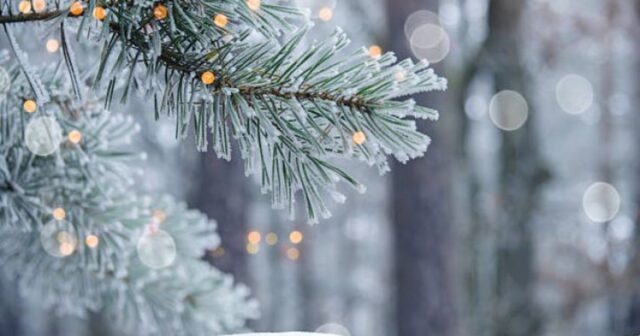 media-1767336611-qar-y