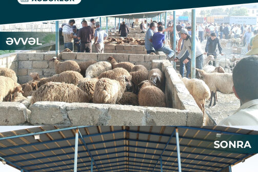 media-17680276713420031818_1200x630