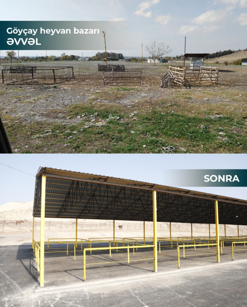 media-17680276714895845836_1200x630