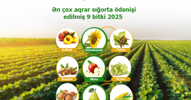 media-17683934635155346047_1200x630