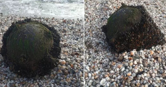 media-17696190334655965522_1200x630