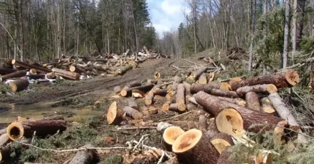 media-4b0bb39544ce21c