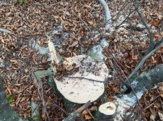 media-kesilmis-agac-238x178