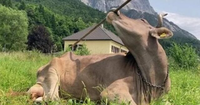 media-d24a32c3-78ff-436b-b2c7-ea5fa4e6a8b5