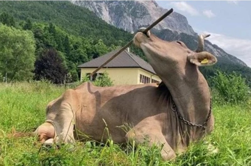 media-d24a32c3-78ff-436b-b2c7-ea5fa4e6a8b5