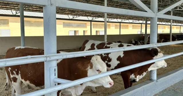 media-dclpobirwlvzmkm5ffdkmcnquhkmt9tovvulumga_825