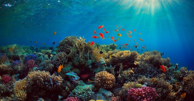 media-elme-melum-olmayan-yeni-nov-canli-orqnizmler-okean-derinliklerinde-tonlarla-karbon-qazi-udurlar1852