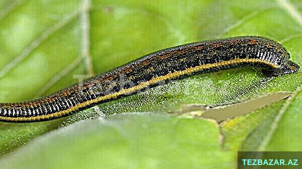 media-17165853242344565566651036c213f4