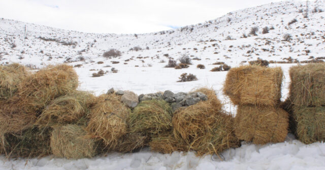 media-17709910923061818427_1200x630