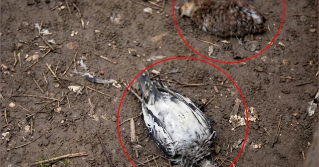 media-1771348624_xtemqwuallhtheo5fzvqt163jgsask8lkqxbjezv_1200