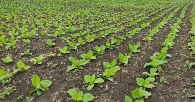 media-17718435515867453406_1200x630