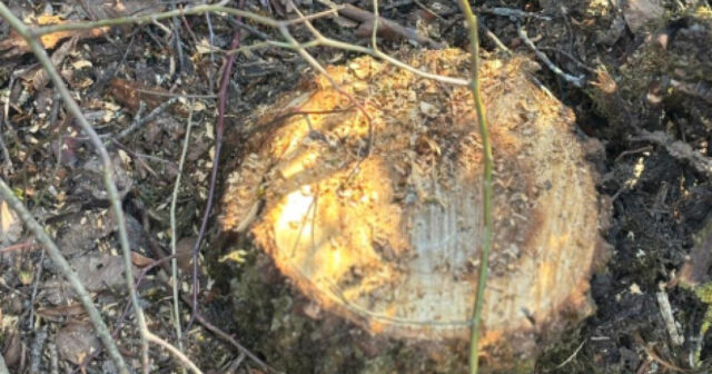 media-17722034425031022959_1200x630