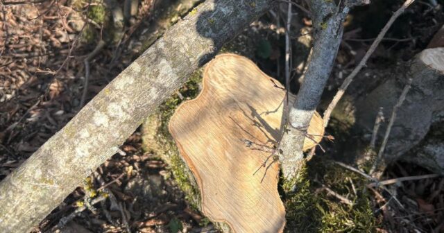 media-6ccb40ff-2fa7-4d20-bec5-d0e1927706c7