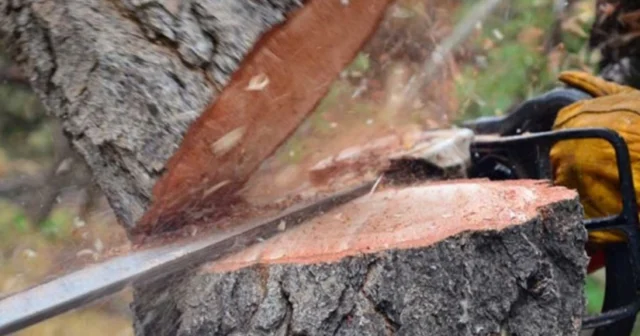 media-85424756-3fc2-3587-b4c0-ffbb1efb4876_825