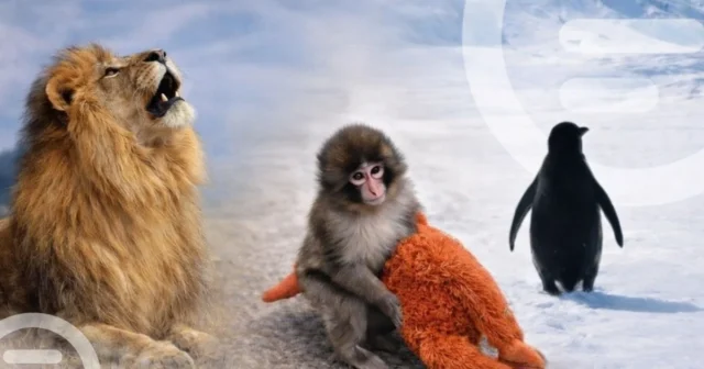 media-afgror4hfw2fox6lnzkz4ycwqykedhbvwivjqkrf_1200