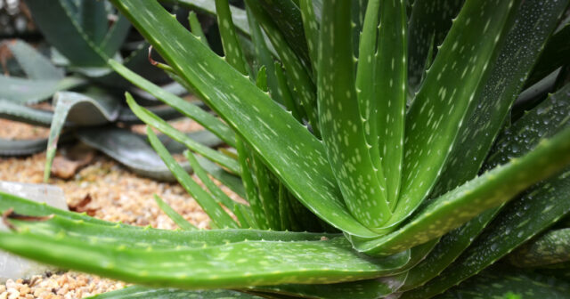 media-aloe-vera1
