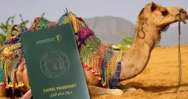 media-photo_5197431296483855775_y