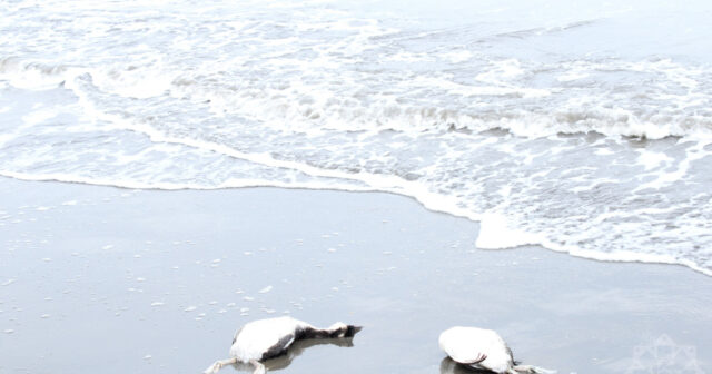 media-w_1617718268802984454951_1200x630