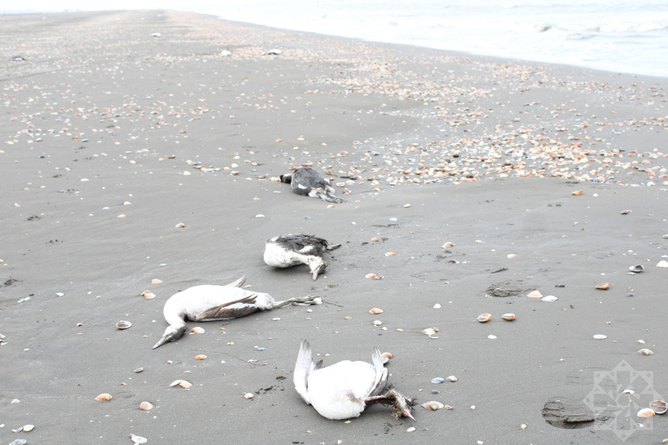 media-w_161771826880451810639_1200x630