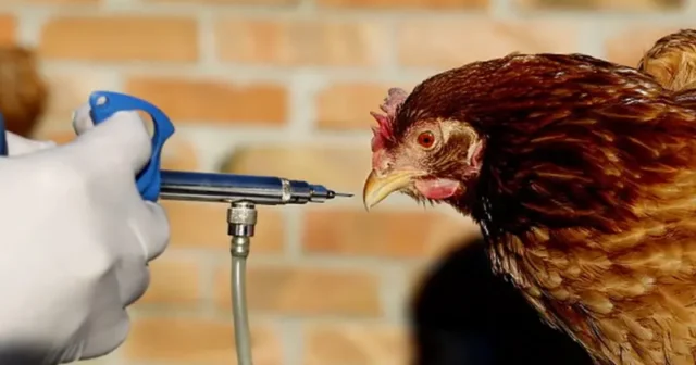 media-_117552506_gettyimages-634357008-594x594-jpg