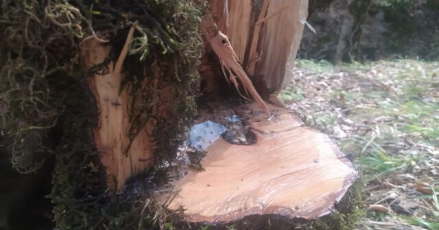 media-1774698517_img-20260328-wa0086