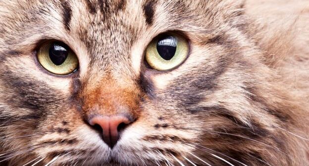 media-_93664960_catscoon