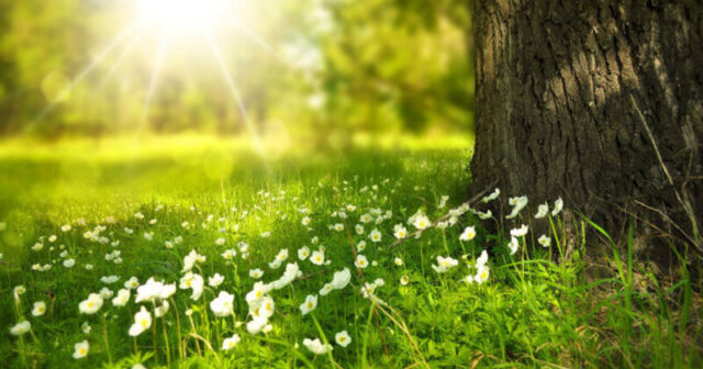 media-9ae311d8781c43569d3c5971846e9140