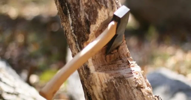 media-s3lcczt0mtesvczwb045k2dv0xecffoayb6qxlou_1200