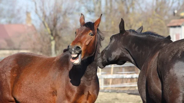 media-depositphotos_5402035-stock-photo-neighing-brown-horse-and-black